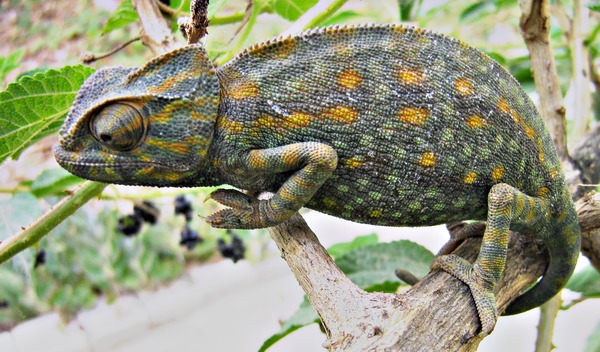 Chameleon Photo Cameleon Lizard Chamaeleonidae Libya_Chameleon