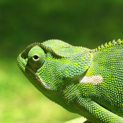 Chameleon Photo Chamaeleonidae Lizard Cameleon Chameleon_2006-01