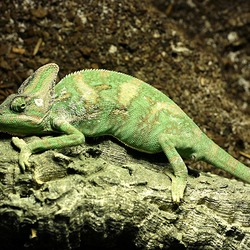Chameleon Photo Chamaeleonidae Lizard Chamaeleo_calyptratus_Orchi common lagarto house pet