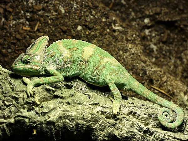 Chameleon Photo Chamaeleonidae Lizard Chamaeleo_calyptratus_Orchi common lagarto house pet