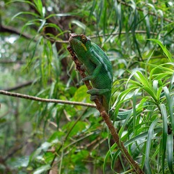 Chameleon Photo Lizard Chamaeleonidae CameleOn Green_cameleon