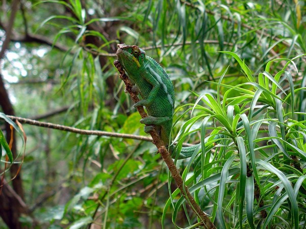 Chameleon Photo Lizard Chamaeleonidae CameleOn Green_cameleon