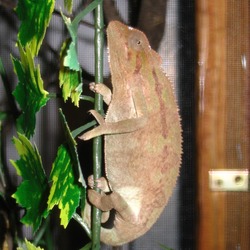 Chameleon Photo Lizard Chamaeleonidae Cameleon Chamaeleo_ellioti Chameleon lizard Chamaeleonidae lagartoq