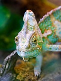 Lizard Cameleon Chameleon Photo Chamaeleonidae Chameleon_portrait