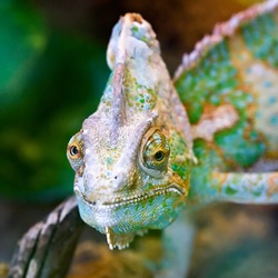 Lizard Cameleon Chameleon Photo Chamaeleonidae Chameleon_portrait