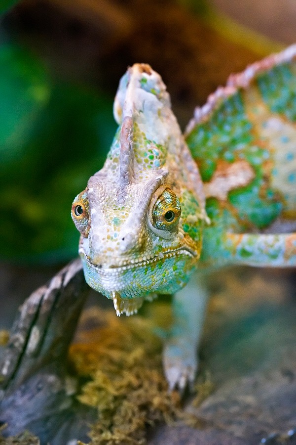 Lizard Cameleon Chameleon Photo Chamaeleonidae Chameleon_portrait