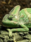 Lizard Cameleon Photo Chameleon Chamaeleonidae Chamaeleo_calyptratus_Orchi close up Chameleon lizard Chamaeleonidae