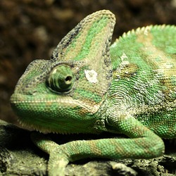 Lizard Cameleon Photo Chameleon Chamaeleonidae Chamaeleo_calyptratus_Orchi close up Chameleon lizard Chamaeleonidae