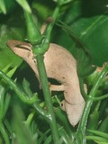 Lizard Chamaeleonidae Chameleon Cameleon Photo Rhampholeon_temporalis_Female_(climbing)_001