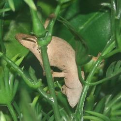 Lizard Chamaeleonidae Chameleon Cameleon Photo Rhampholeon_temporalis_Female_(climbing)_001