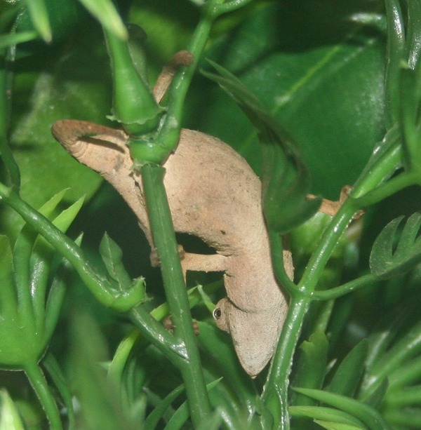 Lizard Chamaeleonidae Chameleon Cameleon Photo Rhampholeon_temporalis_Female_(climbing)_001