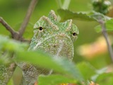 Lizard Chamaeleonidae Chameleon Cameleon Photo South_Asian_Chamaeleon_(Chamaeleo_zeylanicus)_W_IMG_1790