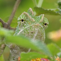 Lizard Chamaeleonidae Chameleon Cameleon Photo South_Asian_Chamaeleon_(Chamaeleo_zeylanicus)_W_IMG_1790