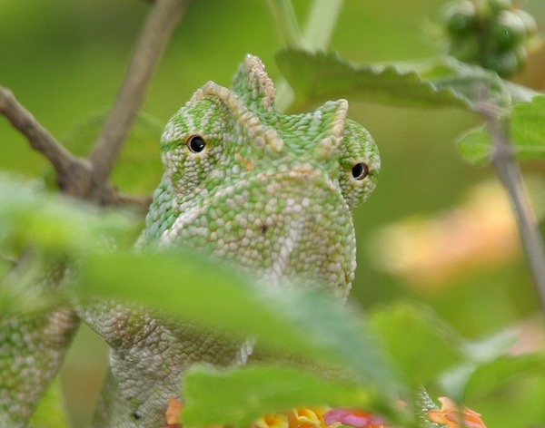 Lizard Chamaeleonidae Chameleon Cameleon Photo South_Asian_Chamaeleon_(Chamaeleo_zeylanicus)_W_IMG_1790