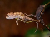 Reptiles