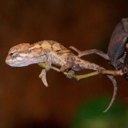 Lizard Chamaeleonidae Photo Cameleon Chameleon Chamaeleo_rudis pigmy small dwarf lagarto