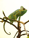 Lizard Chamaeleonidae Photo Chameleon Cameleon Washington_DC_Zoo_-_Veiled_Chameleon_1