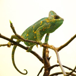 Lizard Chamaeleonidae Photo Chameleon Cameleon Washington_DC_Zoo_-_Veiled_Chameleon_1