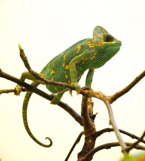 Lizard Chamaeleonidae Photo Chameleon Cameleon Washington_DC_Zoo_-_Veiled_Chameleon_1