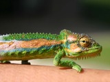 Lizard Chameleon Chamaeleonidae Cameleon Photo Cape_Dwarf_Chameleon tiny small Chameleon lizard Chamaeleonidae