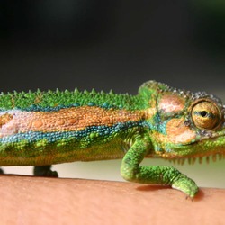 Lizard Chameleon Chamaeleonidae Cameleon Photo Cape_Dwarf_Chameleon tiny small Chameleon lizard Chamaeleonidae