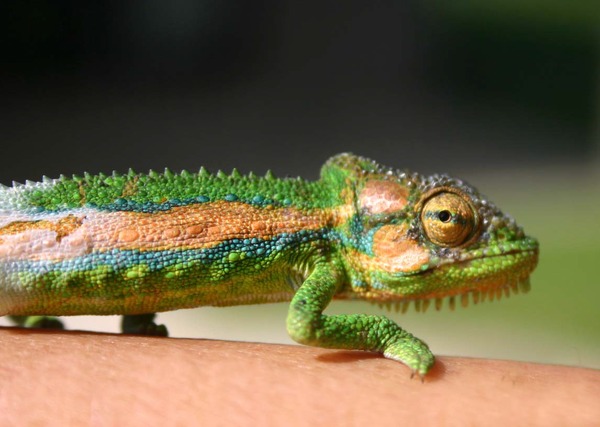 Lizard Chameleon Chamaeleonidae Cameleon Photo Cape_Dwarf_Chameleon tiny small Chameleon lizard Chamaeleonidae