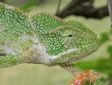 Reptiles