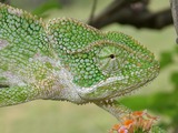 Lizard Chameleon Chamaeleonidae Cameleon Photo South_Asian_Chamaeleon_(Chamaeleo_zeylanicus)_W_IMG_1851