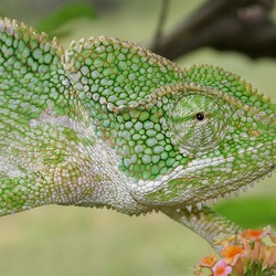 Lizard Chameleon Chamaeleonidae Cameleon Photo South_Asian_Chamaeleon_(Chamaeleo_zeylanicus)_W_IMG_1851