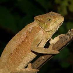 Lizard Photo Chamaeleonidae Cameleon Chameleon Chamaeleo_wiedersheimi05