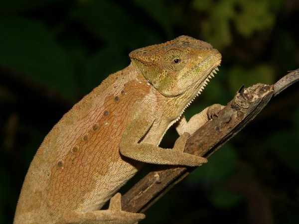 Lizard Photo Chamaeleonidae Cameleon Chameleon Chamaeleo_wiedersheimi05