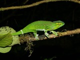 Lizard Photo Chameleon Chamaeleonidae Cameleon Chamaeleo_wiedersheimi green night