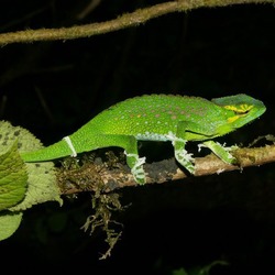 Lizard Photo Chameleon Chamaeleonidae Cameleon Chamaeleo_wiedersheimi green night