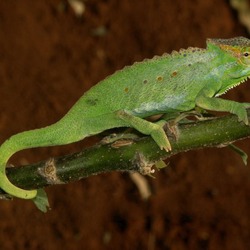 Photo Cameleon Chamaeleonidae Lizard Chameleon Chamaeleo_wiedersheimi