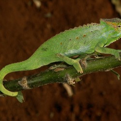 Photo Cameleon Chamaeleonidae Lizard Chameleon Chamaeleo_wiedersheimi