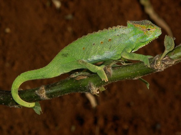 Photo Cameleon Chamaeleonidae Lizard Chameleon Chamaeleo_wiedersheimi