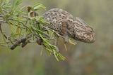 Reptiles