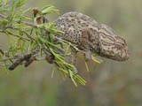 Photo Chamaeleonidae Cameleon Chameleon Lizard Chamaeleo_chamaeleon_iberico lagarto