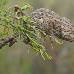 Photo Chamaeleonidae Cameleon Chameleon Lizard Chamaeleo_chamaeleon_iberico lagarto