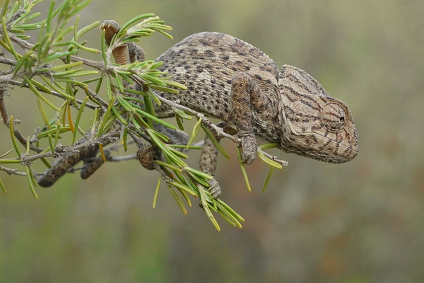 Photo Chamaeleonidae Cameleon Chameleon Lizard Chamaeleo_chamaeleon_iberico lagarto