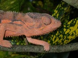Reptiles