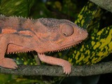 Photo Chamaeleonidae Lizard Cameleon Chameleon Chamaeleo_pardalis red close up color