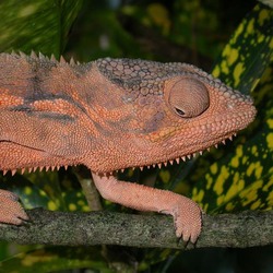 Photo Chamaeleonidae Lizard Cameleon Chameleon Chamaeleo_pardalis red close up color