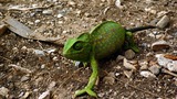 Reptiles