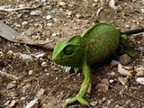 Photo Chameleon Cameleon Chamaeleonidae Lizard Camaleon_galifa Chameleon lizard Chamaeleonidae green two toe