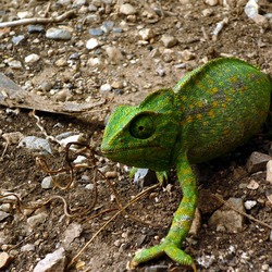 Photo Chameleon Cameleon Chamaeleonidae Lizard Camaleon_galifa Chameleon lizard Chamaeleonidae green two toe