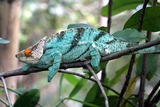 Reptiles
