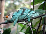 Photo Chameleon Lizard Cameleon Chamaeleonidae Calumma_Parsonii Chameleon lizard Chamaeleonidae red eye green Madagascar