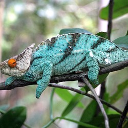 Photo Chameleon Lizard Cameleon Chamaeleonidae Calumma_Parsonii Chameleon lizard Chamaeleonidae red eye green Madagascar