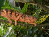 Photo Chameleon Lizard Chamaeleonidae Cameleon Chamaeleo_pardalis red orange lagarto